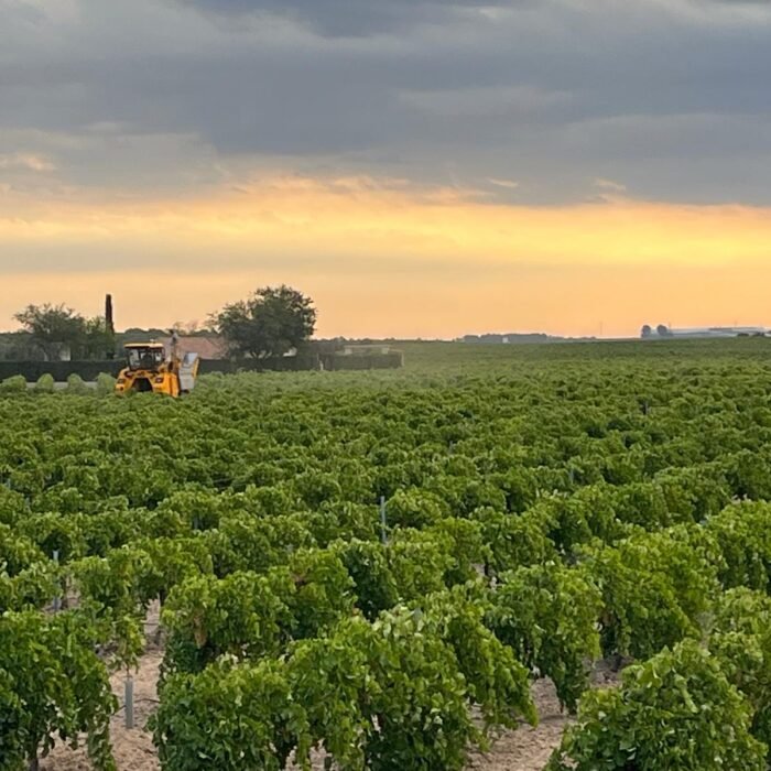 Hileras de vides verdes en viñedo profesional durante puesta de sol con maquinaria agrícola amarilla realizando labores de cultivo