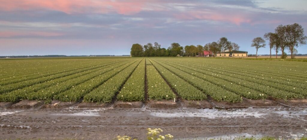 Paisaje agrícola con hileras verdes de cultivo extensivo al atardecer