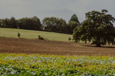 Granjero feliz mostrando cultivo de hojas verdes en explotación agrícola con campos arados y árboles al fondo