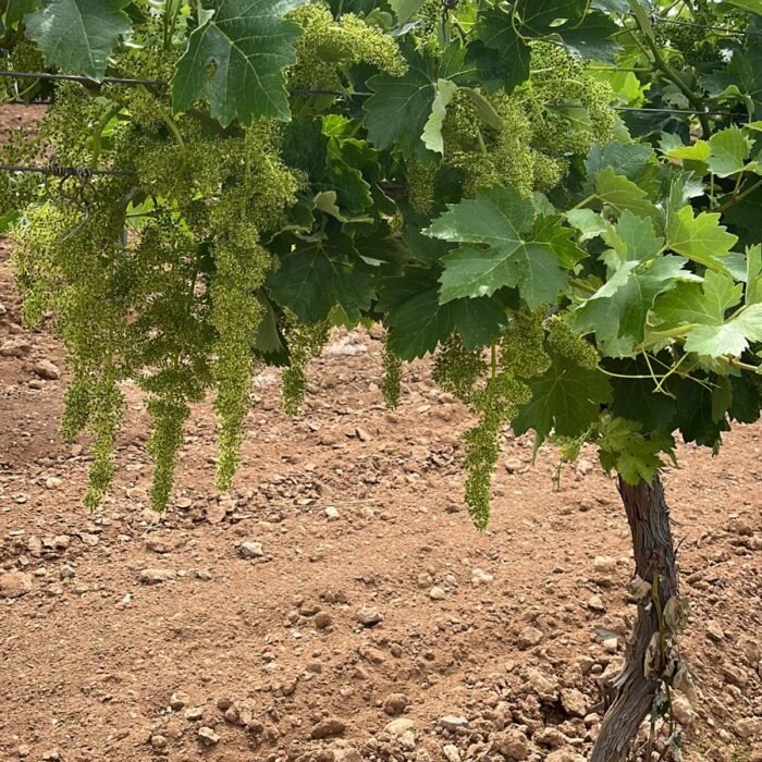 Cepa de viñedo con racimos pequeños de uva verde en fase de desarrollo sobre suelo pedregoso bajo cielo azul