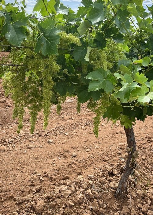 Cepa de viñedo con racimos pequeños de uva verde en fase de desarrollo sobre suelo pedregoso bajo cielo azul